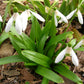 Woronowii Galanthus Bulbs
