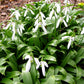 Woronowii Galanthus Bulbs