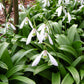 Woronowii Galanthus Bulbs