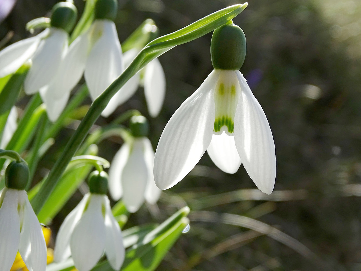 Elwesii Galanthus Bulbs