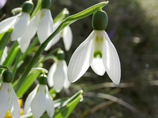 Elwesii Galanthus Bulbs