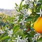 Citrus Trees - Arbres d'Agrumes