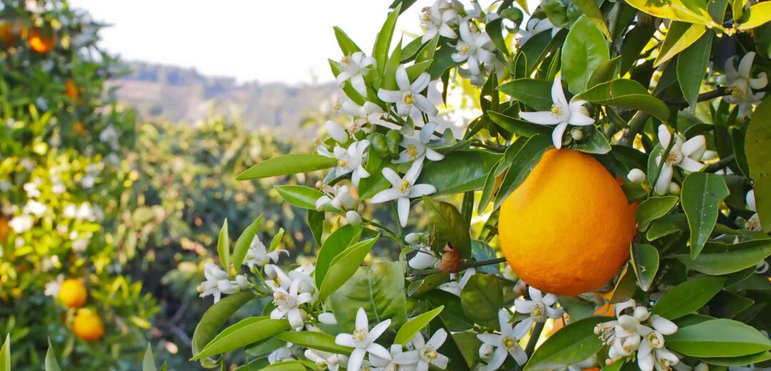 Citrus Trees - Arbres d'Agrumes