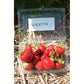 Galletta Early Season Strawberry