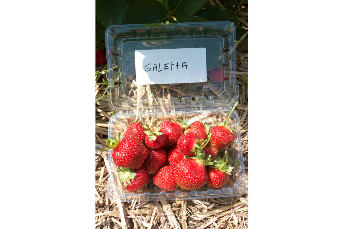 Galletta Early Season Strawberry