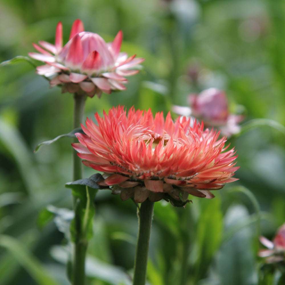 Salmon Rose Strawflower Seeds online shopping