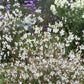 Sparkle White Gaura Seeds online shopping