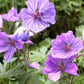 Geranium Tuberosum