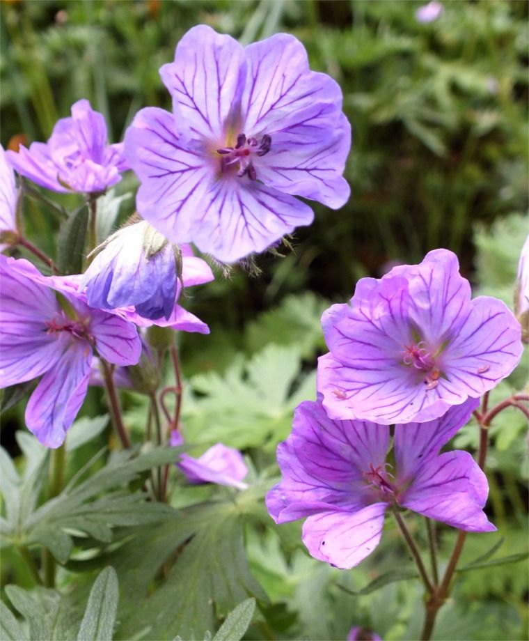 Geranium Tuberosum