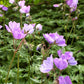 Geranium Tuberosum