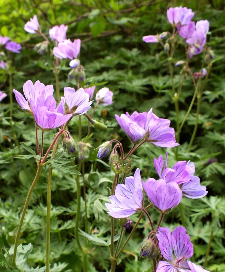 Geranium Tuberosum