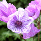 Geranium Tuberosum