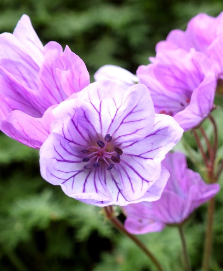 Geranium Tuberosum