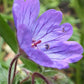 Geranium Tuberosum