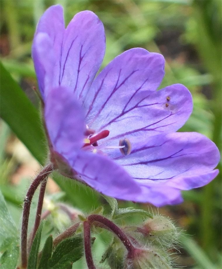 Geranium Tuberosum