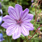 Geranium Tuberosum