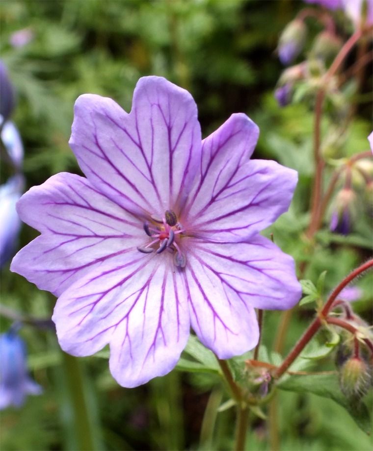 Geranium Tuberosum