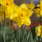 Gigantic Star Narcissus Bulbs
