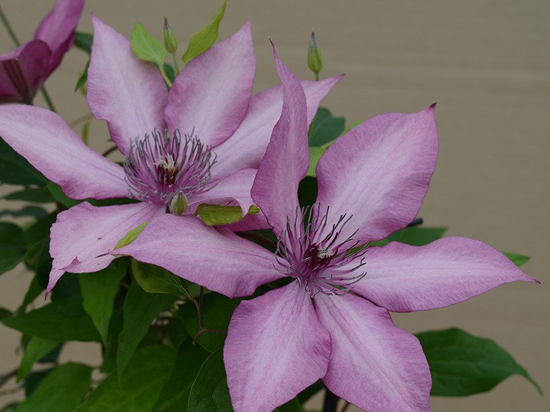 Epivo051 Giselle Garland Clematis