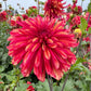 Gitts Braveheart Dahlia
