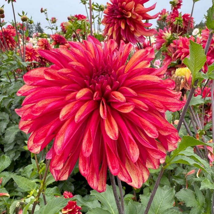 Gitts Braveheart Dahlia