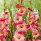 Apricot Bubble Gum Gladiolus Corms