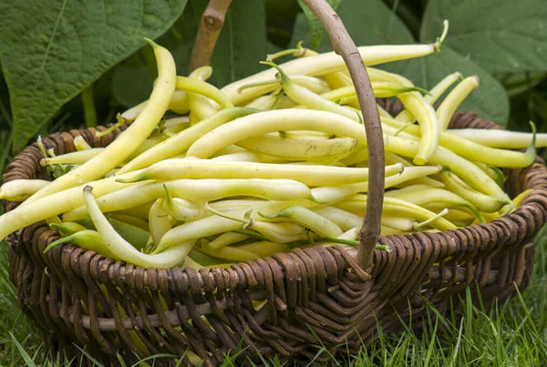 Gold Rush Bush Bean Seeds online shopping
