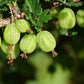 Invicta Gooseberry Plant