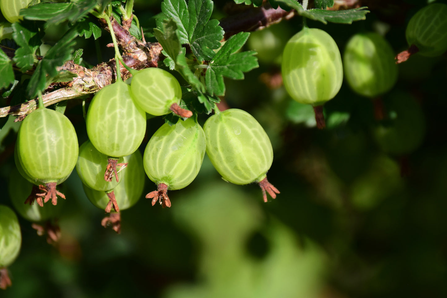 Invicta Gooseberry Plant