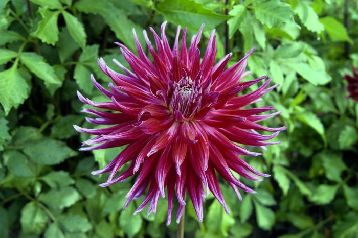 Grand Finale Dahlia