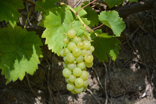 Himrod Seedless Grapes Vines