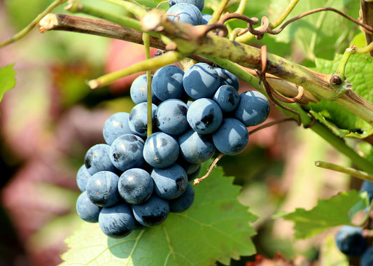 Concord Table Grape Vine