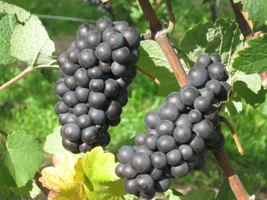 Sovereign Coronation Seedless Grapes Vines