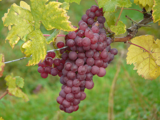 Vanessa Seedless Grapes Vines