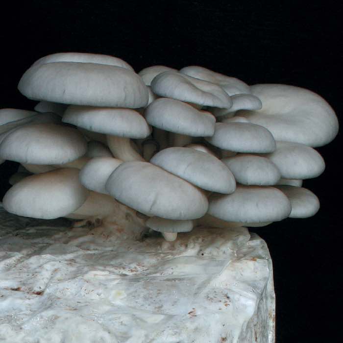 Grey Dove™  Oyster Mushroom - Pleurote Gris Grey Dove™