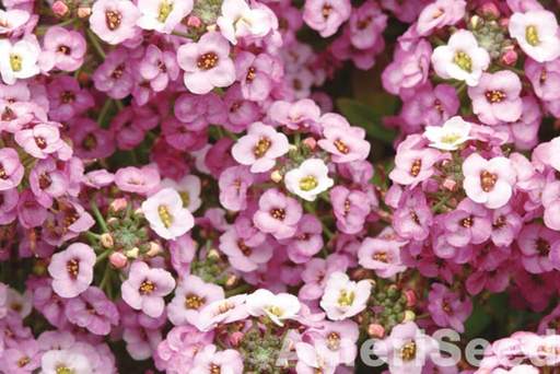 Dwarf Pink Alyssum Seeds online shopping