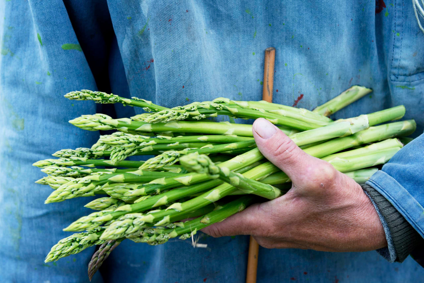 Equinox Asparagus Plants