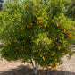 Citrus Trees - Arbres d'Agrumes