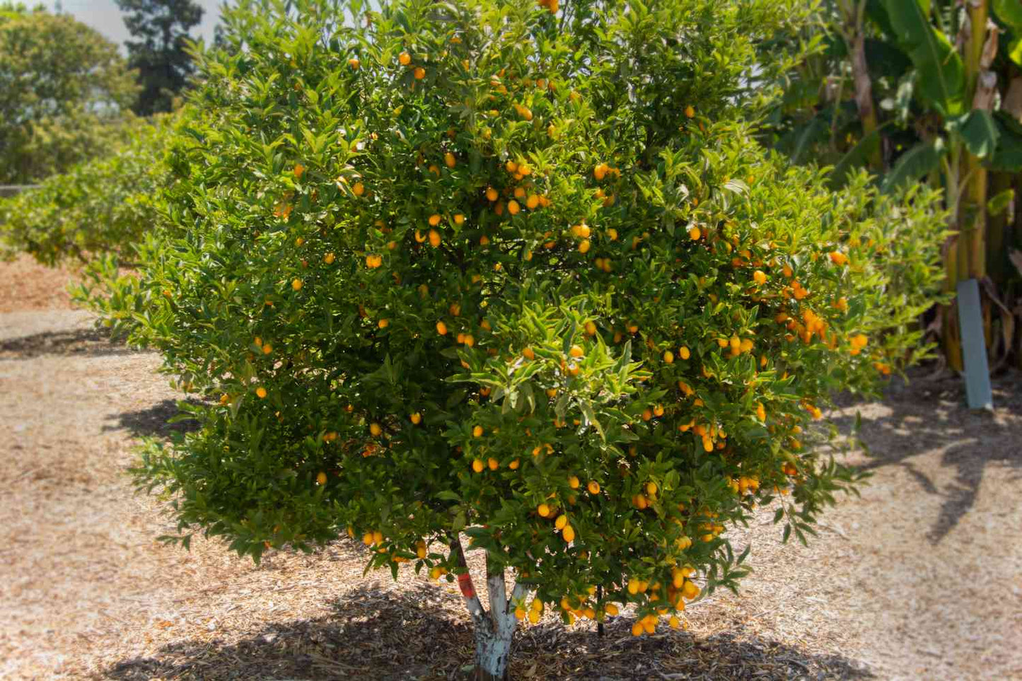 Citrus Trees - Arbres d'Agrumes