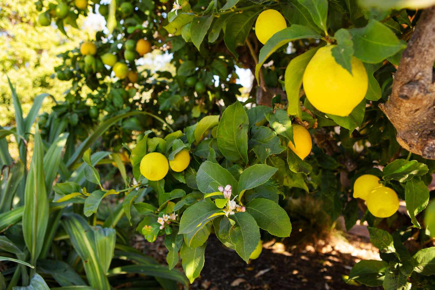 Citrus Trees - Arbres d'Agrumes