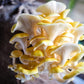 Golden Oyster Mushroom - Pleurote Jaune