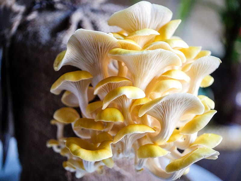 Golden Oyster Mushroom - Pleurote Jaune