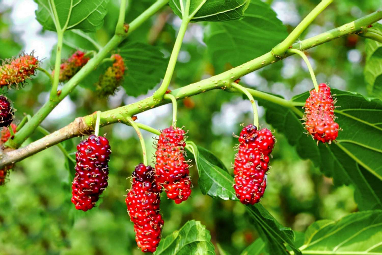 Mulberry Tree - Mûrier