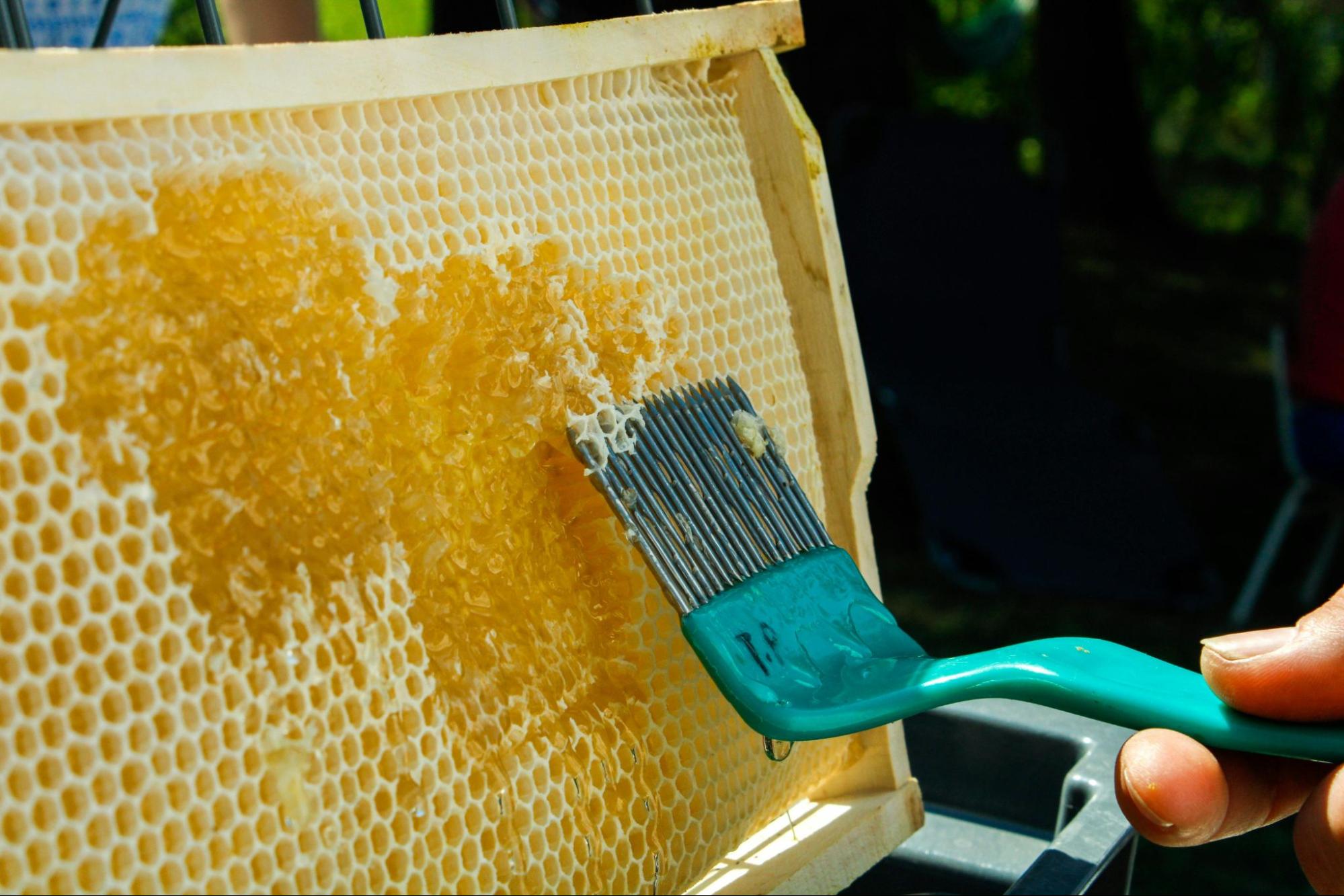 Decapping Comb Honeycomb Uncapping – EVERGREEN