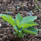 Hadspen Blue Hosta Plant