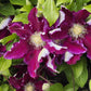 Hania Clematis Vine