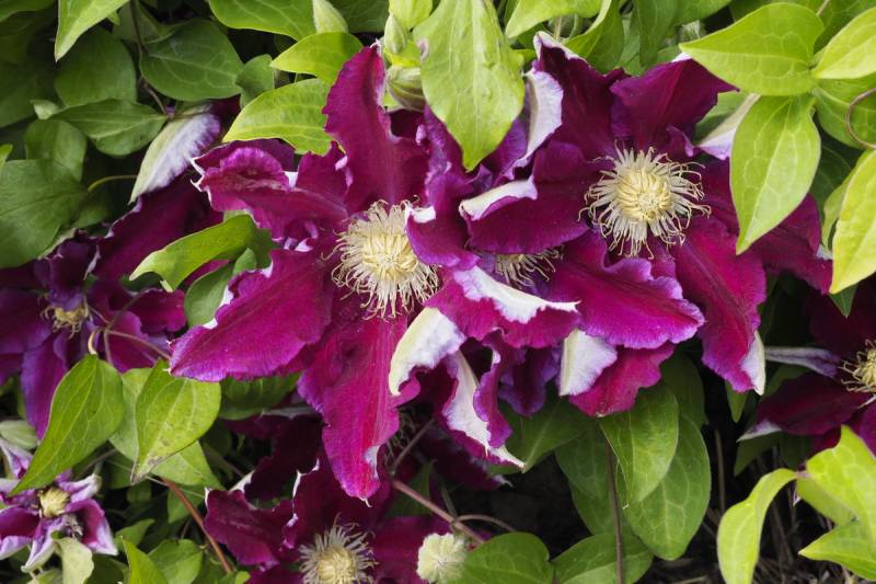 Hania Clematis Vine