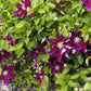 Hania Clematis Vine