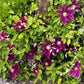 Hania Clematis Vine