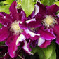 Hania Clematis Vine